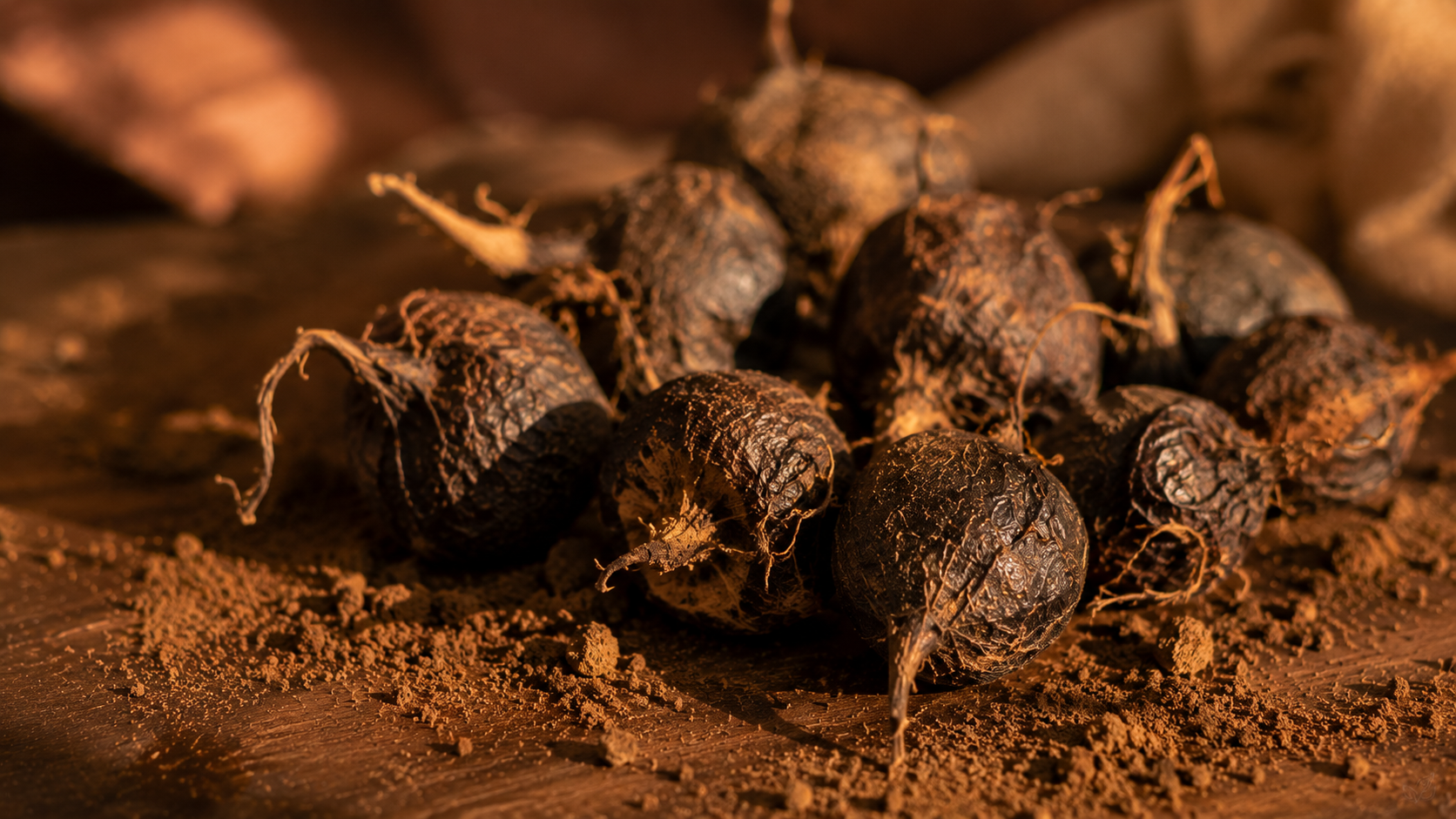 Racines de maca noire du Pérou brutes sur une table en bois avec de la poudre pour booster la libido féminine naturellement.